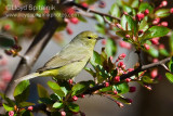 Orange-crowned Warbler