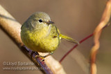 Orange-crowned Warbler