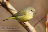 Orange-crowned Warbler