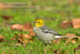 Hermit Warbler