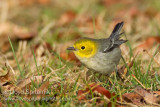 Hermit Warbler