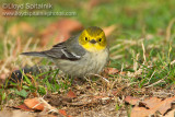 Hermit Warbler