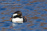 Hooded Merganser