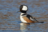 Hooded Merganser (male)