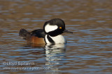 Hooded Merganser