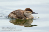 Ruddy Duck (female)