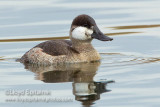 Ruddy Duck (male)