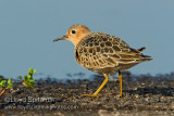 Buff-breasted Sandpiper (juvenile)