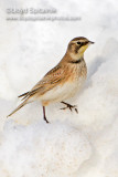 Horned Lark