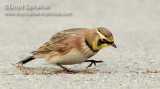 Horned Lark
