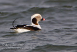 Long-tailed Duck (Oldsquaw)