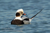 Long-tailed Duck (Oldsquaw)