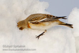 Snow Bunting