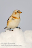 Snow Bunting