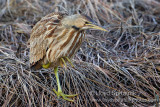 American Bittern