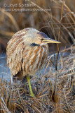 American Bittern