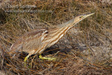 American Bittern