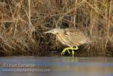 American Bittern