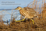 American Bittern