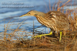 American Bittern