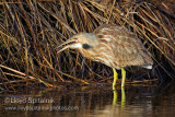 American Bittern