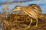 American Bittern