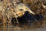 American Bittern