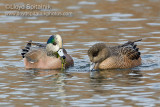 American Wigeon (male and female)