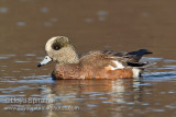 American Wigeon