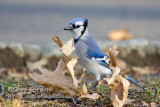 Blue Jay