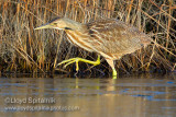 American Bittern