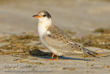 Common Tern