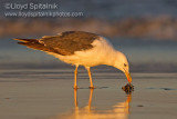Lesser Black-backed Gull