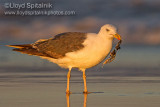 Lesser Black-backed Gull
