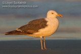 Lesser Black-backed Gull