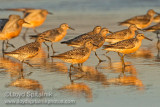 Red Knot