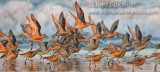 Red Knot