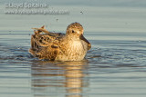 Semipalmated Sandpiper