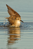 Semipalmated Sandpiper