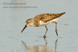 Western Sandpiper