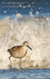 Willet (Western)