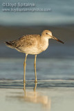 Willet (Western)