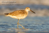 Willet (Western)