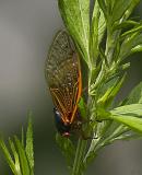Periodical (17 Year) Cicada