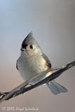 Tufted Titmouse
