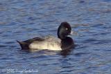 Lesser Scaup