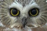 Northern Saw-whet Owl