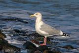 Herring Gull