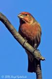 House Finch