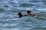 Black and Surf Scoter